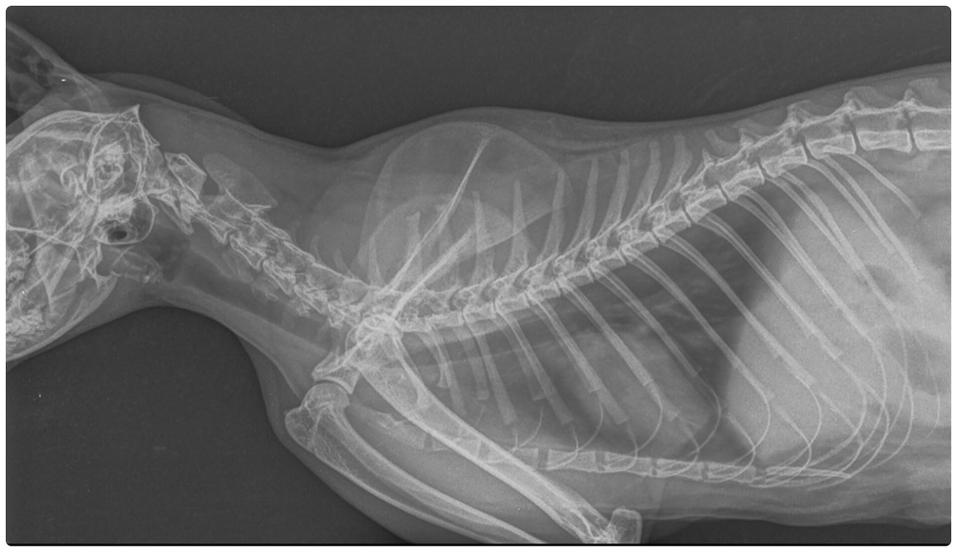 Dog Digital Xray in Kyle TX Dog Digital Xray in Kyle TX